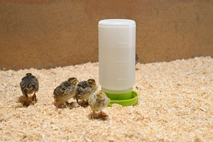 KERBL Küken- und Wachteltränke